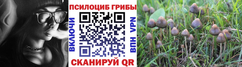 наркотики  Шебекино  мега ссылка  Псилоцибиновые грибы мицелий 